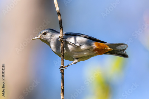Chestnut-vented Conebill 