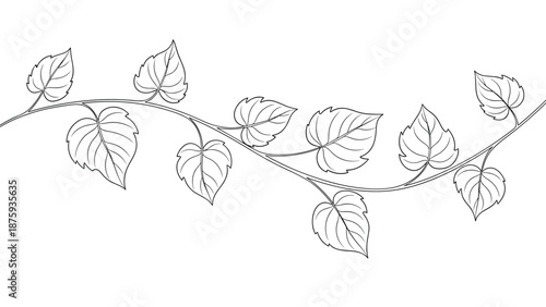 Elegant black and white line drawing of a climbing vine with heart shaped leaves on a white background for decorative botanical design.