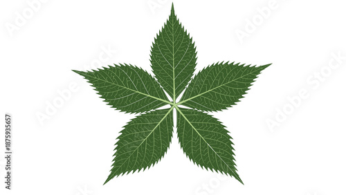 High detail illustration of a single green five lobed leaf with intricate vein patterns isolated on a clean white background for nature themes.
