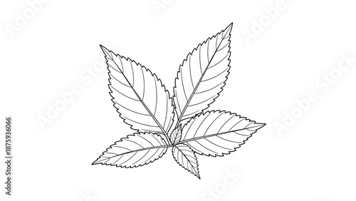 Intricate black and white line drawing of a leafy sprig showcases detailed serrated edges and natural vein patterns.