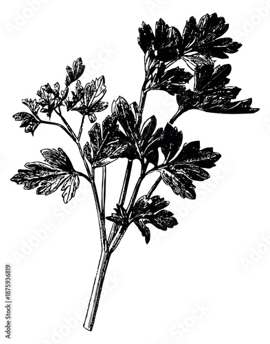 Hand drawn line art illustration of a parsley sprig depicting a fresh culinary herb for cooking and healthy eating