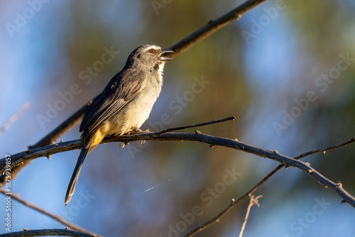 Bluish-gray Saltator 