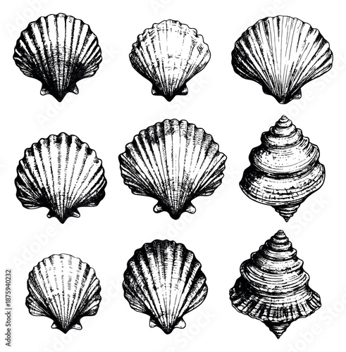 Hand drawn line art seashells set featuring various scallop and spiral shells for summer beach decoration