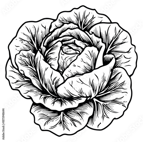 Hand drawn line art illustration of a cabbage depicting fresh produce for healthy eating