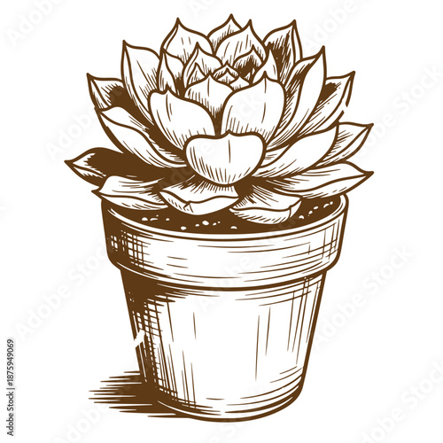 Drawing Vintage A brown sketch of a succulent plant in a pot with soil  decorative houseplant