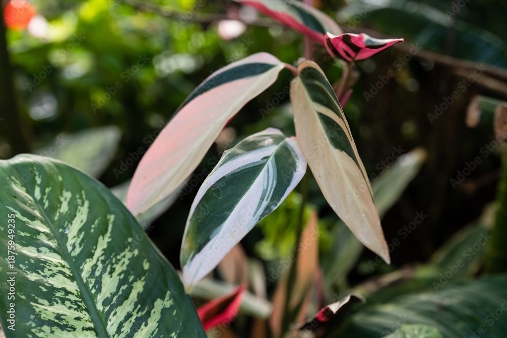 Obraz premium Variegated Stromanthe sanguinea Triostar leaves with green cream and pink tones creating an elegant tropical foliage background for botanical design and nature concepts