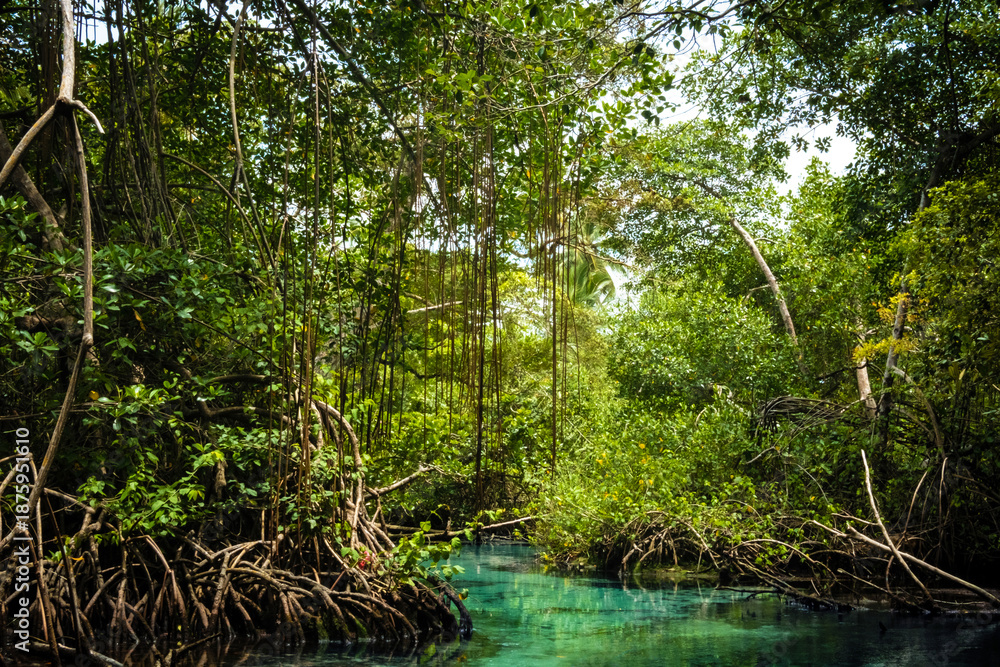 Naklejka premium Tropical mangrove forest and blue river on a sunny day.