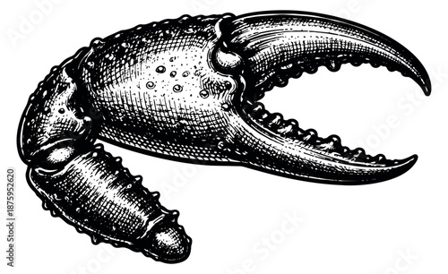 Hand drawn line art illustration of a crab claw depicting an open pincer for seafood design