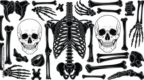 Set of human skeleton parts and bones vector illustration, anatomy collection featuring skull, rib cage, pelvis, arm, and leg bones on white background,