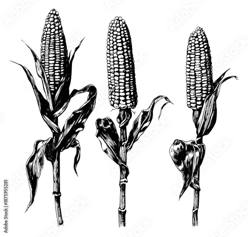 Hand drawn line art corn illustration set featuring three fully grown cobs on stalks for farm and food related designs