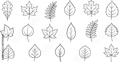 A collection of various leaf illustrations showcasing different shapes and vein patterns in a black-and-white style