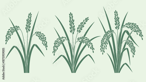 Three illustrations of rice plants with varying grain maturity.