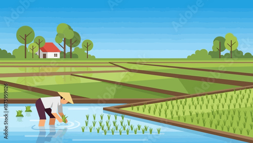 Farmer working in a serene rice paddy field with a house in the background.