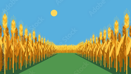 Golden wheat field under a clear blue sky with a shining sun.
