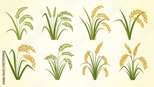 Collection of various rice plants in different stages of growth and maturity.