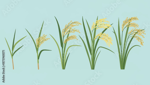Rice Plant Growth Stages Illustration.