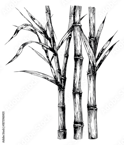 Hand drawn line art bamboo set featuring stalks and leaves for nature and botanical design