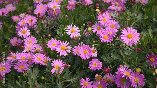 pink daisies in the garden, closeup of photo