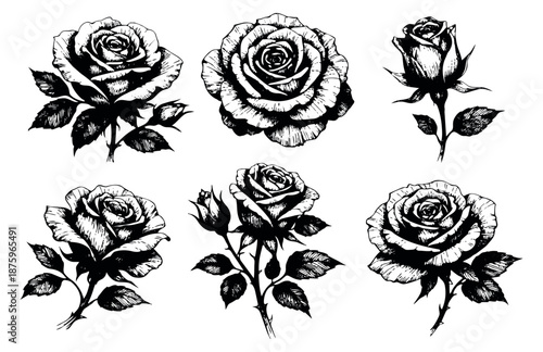 Hand drawn line art rose set featuring various flower blooms and buds for botanical decoration