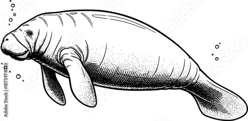 Black and white illustration of a swimming manatee in vintage style art. Vector illustration

