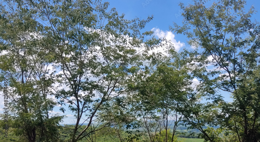 Obraz premium trees and sky