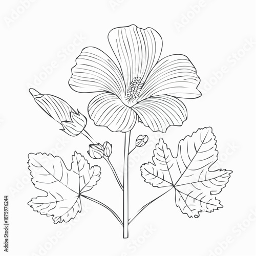 Hibiscus flower with buds and leaves line art