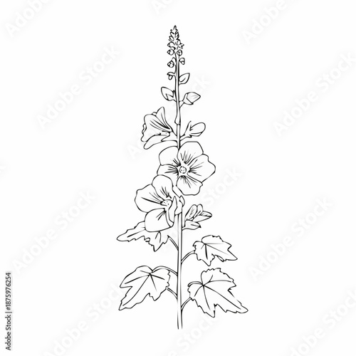 Hollyhock flower outline with transparent background