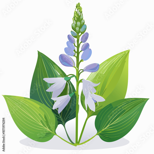 Hosta flower blooming with green leaves