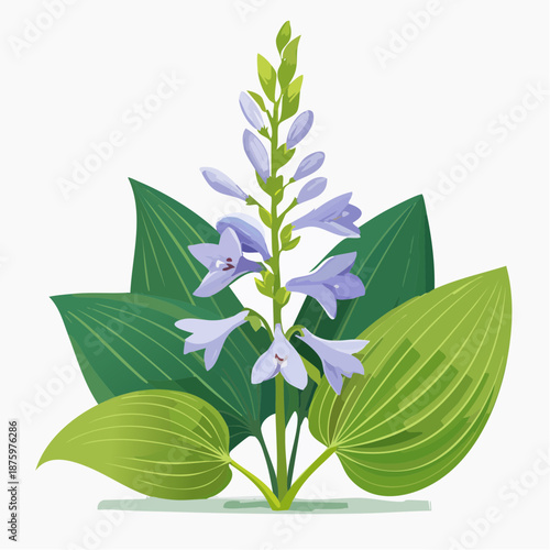 Hosta flower spike with green leaves