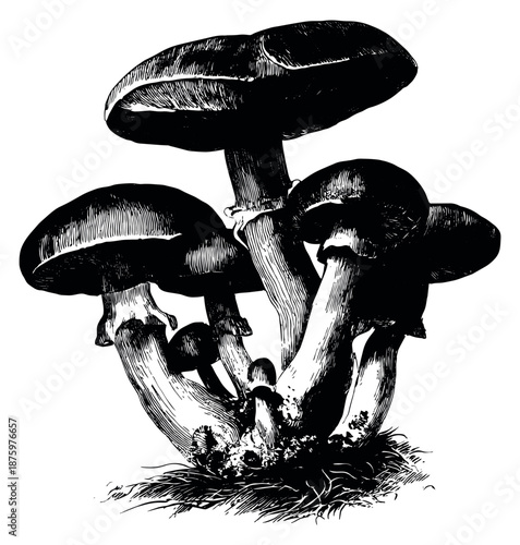 Vintage hand drawn line art illustration of a mushroom cluster depicting growth for botanical designs