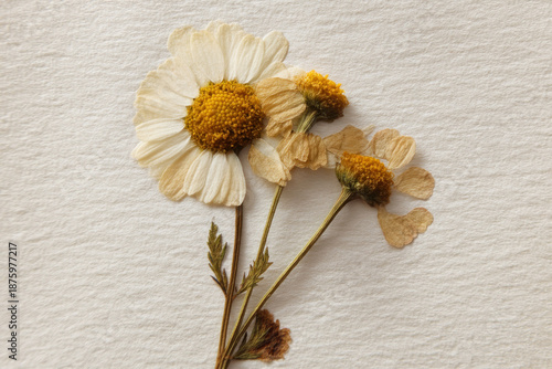 Dried white daisy flowers attached to paper