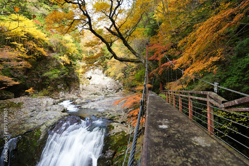紅葉に包まれた秋のみたらい渓谷
