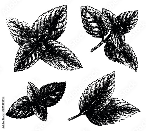 Hand drawn line art mint leaves set featuring various fresh sprigs for culinary and healthy lifestyle designs