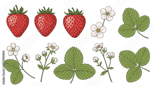 Detailed collection of strawberry elements including ripe red berries white flowers and green leaves in a hand drawn sketch style.