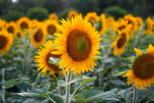 Sunflowers facing the sun