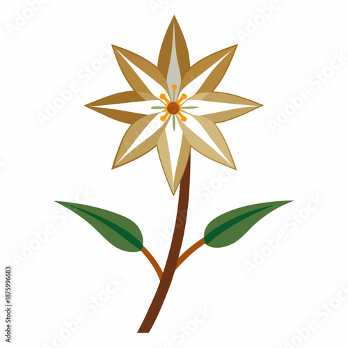 star of bethlehem flower on white background