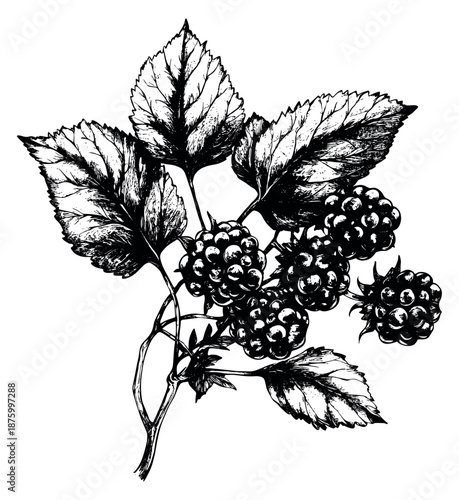 Hand drawn line art illustration of blackberries depicting fruit and leaves on a branch for botanical designs