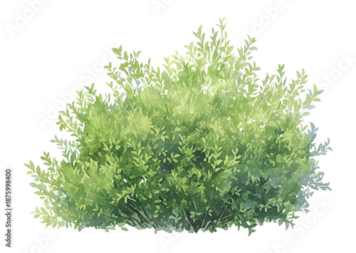 PNG Boxwood Shrub illustration watercolor art