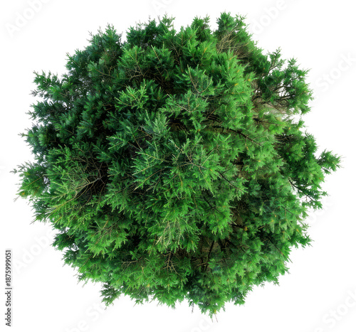 PNG  Lush green tree top view