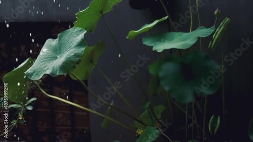 Rain drops on the lotus leaf