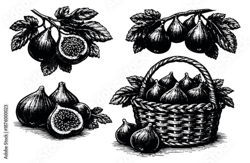 Hand drawn line art fig set featuring branches with leaves, whole and sliced fruits, and a basket for food and nature concepts