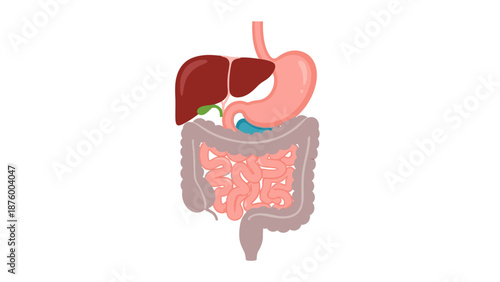 Illustration of the human digestive system including the stomach, liver, and intestines on a clean white background.