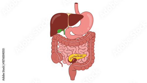 Detailed illustration of the human digestive system including the liver, stomach, and intestines on a white background.