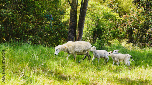 White sheep and lambs walking across lush green pasture