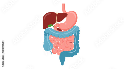 Illustration of the human digestive system with stomach, liver, and intestines on a plain white background.