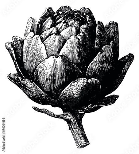 Hand drawn line art illustration of an artichoke depicting detailed botanical form for healthy food and cooking concepts