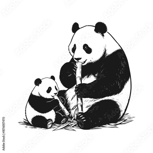 Mother panda and baby panda eating bamboo. Black white vector illustration.