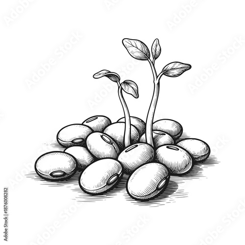 Soybean shoots growing on soybean seeds. Black white vector illustration.