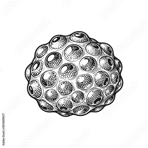 Unhatched frog eggs. Black white vector illustration.
