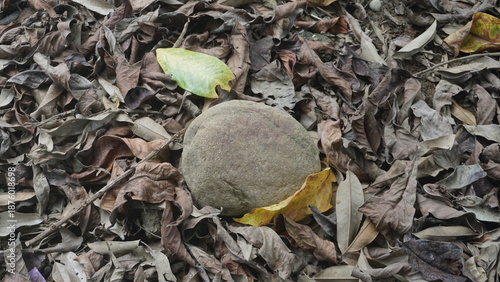 Single round stone lying on a bed of dry fallen autumn leaves